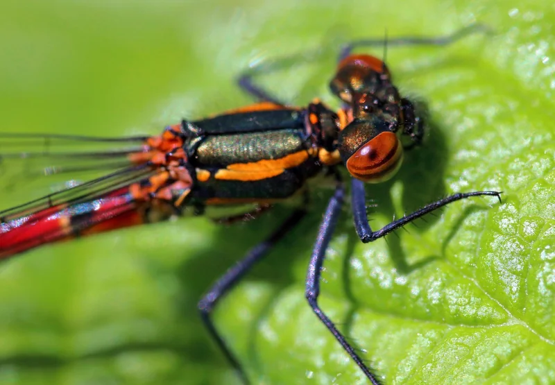 Pourquoi le repos est crucial : les risques biologiques concrets